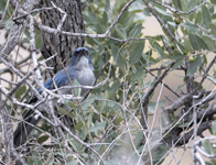 Mexican Jay 4324